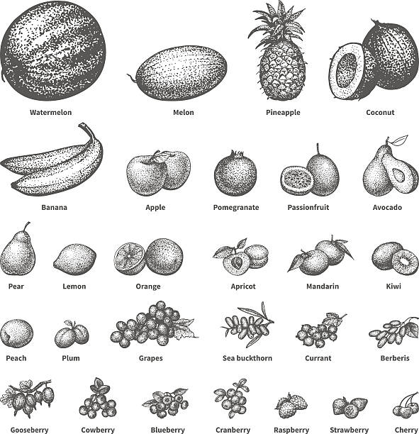 스케치 낙서 손으로 그린 세트 과일 - fruit drawing watermelon pencil drawing stock illustrations