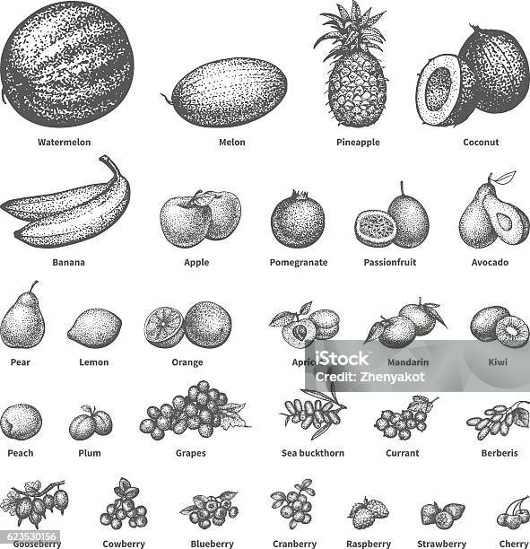 Sketch Doodle Handdrawn Set Fruit Stock Illustration - Download Image Now - Drawing - Activity, Drawing - Art Product, Cranberry