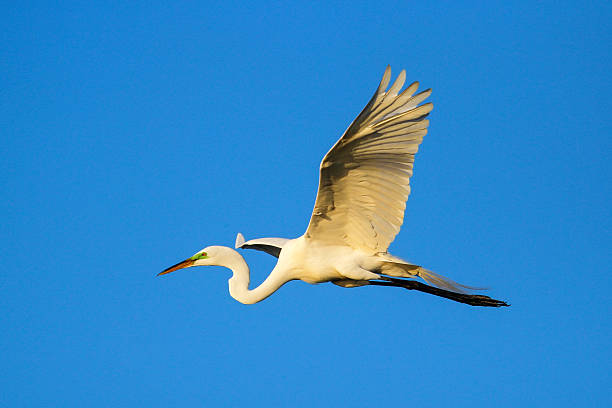 Great Egret (Ardea alba) in flight Great Egret (Ardea alba) flying in blue sky ding darling national wildlife refuge stock pictures, royalty-free photos & images