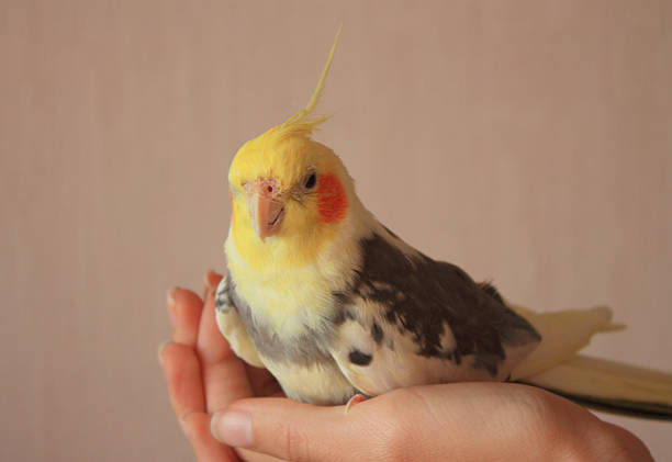 istock yellow Cockatiel pet on a human hand, closeup 623531882