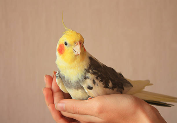 istock yellow Cockatiel pet on a human hand, closeup 623532168
