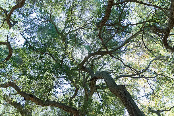 Photo of California (USA) oak tree canopy