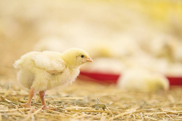 istock Baby chicken at farm 623532522