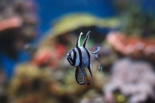 istock Fish Swimming In Tank At Aquarium 623533560