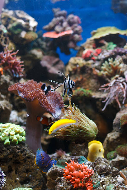 istock Oceans Fishs Swimming In Aquarium 623534000