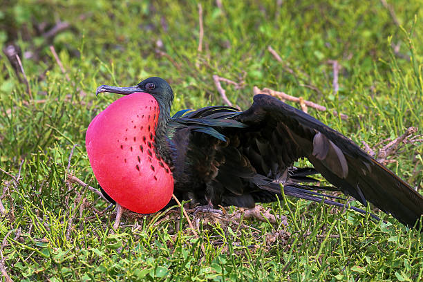 istock Male Great Frigatebird (Fregata minor) displaying 623534182