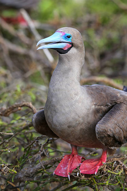 istock Red-footed booby on Genovesa island, Galapagos National Park, Ec 623534444