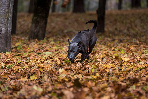 istock Thai Ridgeback Dog is Walking on the Autumn Leaves Ground. 623534996