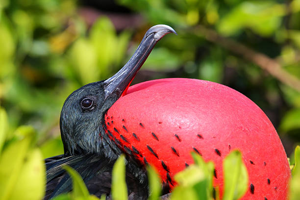 großes frigatebird porträt von männlich - feather magnificent frigate great frigate frigate stock-fotos und bilder