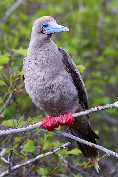 istock Red-footed booby on Genovesa island, Galapagos National Park, Ec 623536254