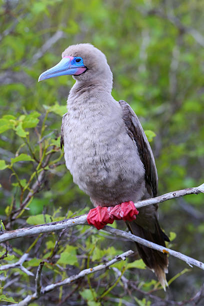 sula piedirossi sull'isola genovesa, isole galapagos parco nazionale, ec - galapagos islands bird booby ecuador foto e immagini stock