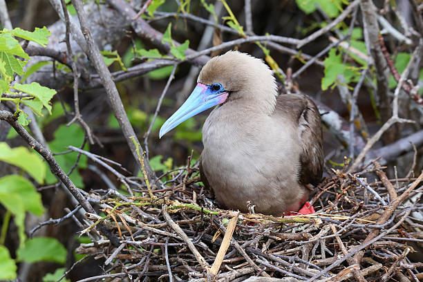 istock Red-footed booby (Sula sula) sitting on a nest 623537244
