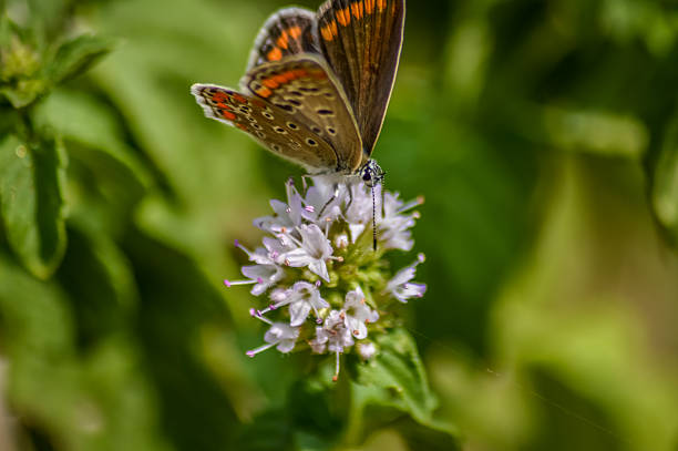 istock high brown fritillary butterfly on mint flower 623537298