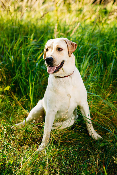istock White Labrador Retriever Dog Sitting In Green Grass 623537382