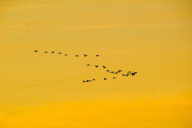 istock Airport Bird Formation Flyover 623537424
