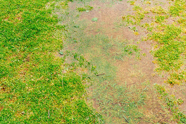 istock Puddle of water with reflection and green grass 623537600