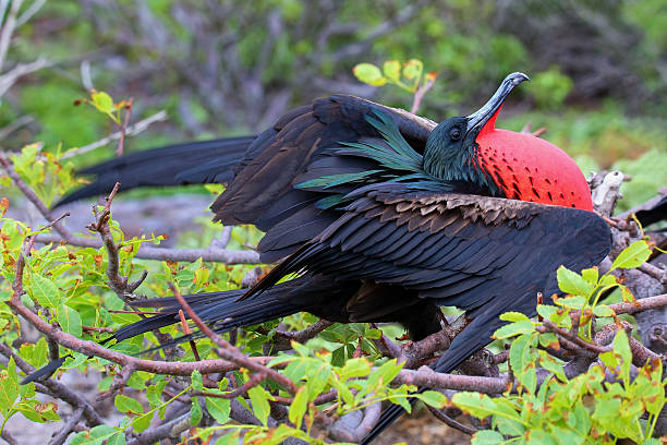 istock Male Great Frigatebird (Fregata minor) displaying 623537812