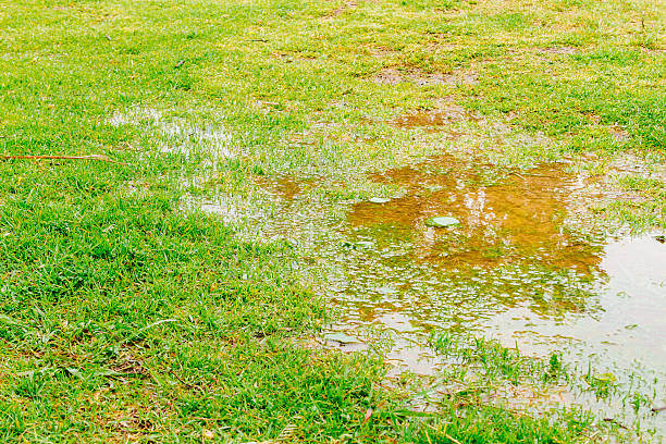 istock Puddle of water with reflection and green grass 623537940