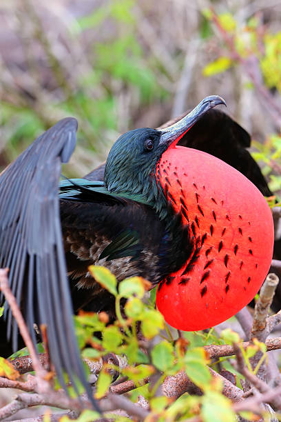istock Male Great Frigatebird (Fregata minor) displaying 623537956