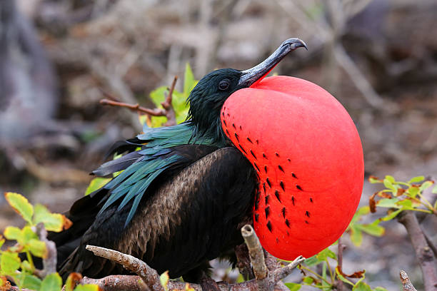 Male Great Frigatebird on Genovesa Island, Galapagos National Pa Male Great Frigatebird (Fregata minor) on Genovesa Island, Galapagos National Park, Ecuador fregata minor stock pictures, royalty-free photos & images