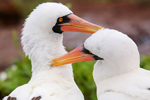 istock Nazca Boobies (Sula granti) preening each other 623538632