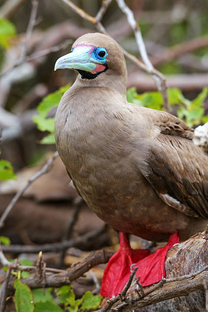 istock Red-footed booby on Genovesa island, Galapagos National Park, Ec 623583696
