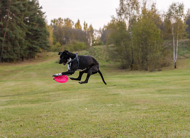 istock Black Dog is Playing. Try to Catch a Toy. 623584122