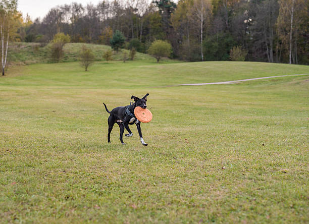 istock Black Dog is Playing. Try to Catch a Toy. 623584904