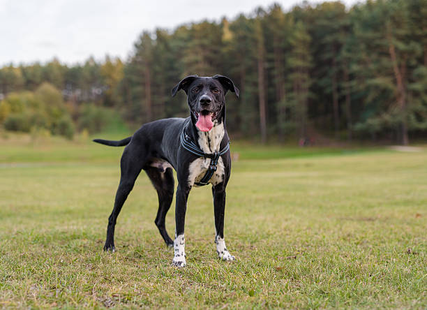 istock Black Dog is Standing on the Grass. 623585526