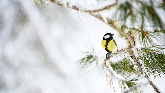 Pine tit in wintertime,Eifel,Germany.\nPlease see many more similar pictures of my Portfolio.\nThank you!