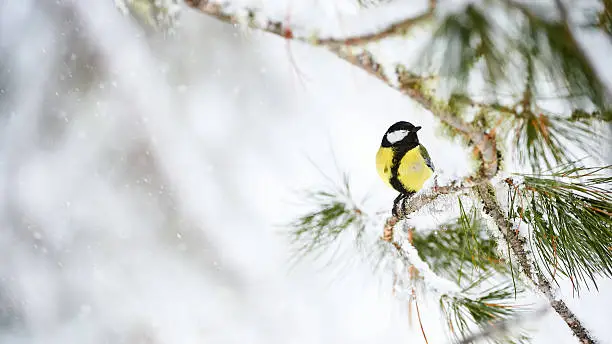 Photo of Great tit in winter