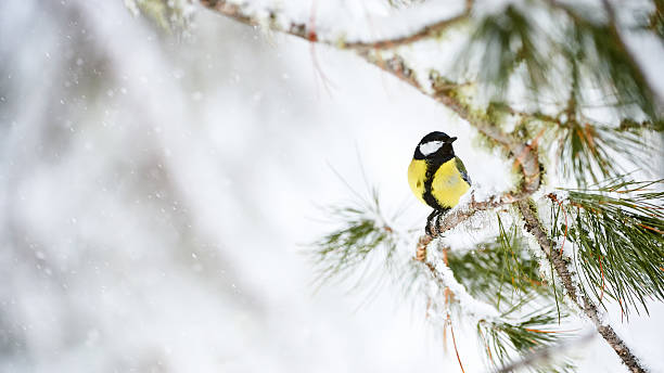 большая синица) в зимнее - nature animal bird branch стоковые фото и изображения