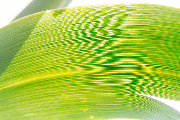 An extreme close-up of a fresh, bright green leaf, illuminated from behind to highlight its intricate vein structure and natural textures. The translucent quality of the leaf allows light to pass through, creating a luminous and vibrant effect. This image beautifully captures the essence of nature, growth, freshness, and organic patterns, suitable for themes related to botany, environment, health, and natural beauty.