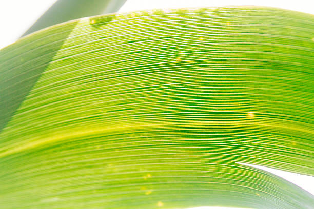 Close-up macro of cane leaf with ribbed against sunlight stock photo