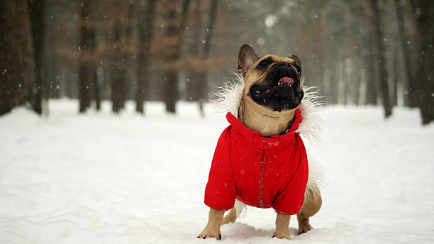 istock French bulldog in red jacket on the walk in forest 623586342