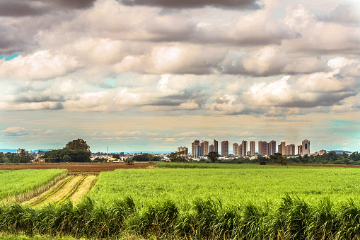 Sugar cane field with urban landscape in the background