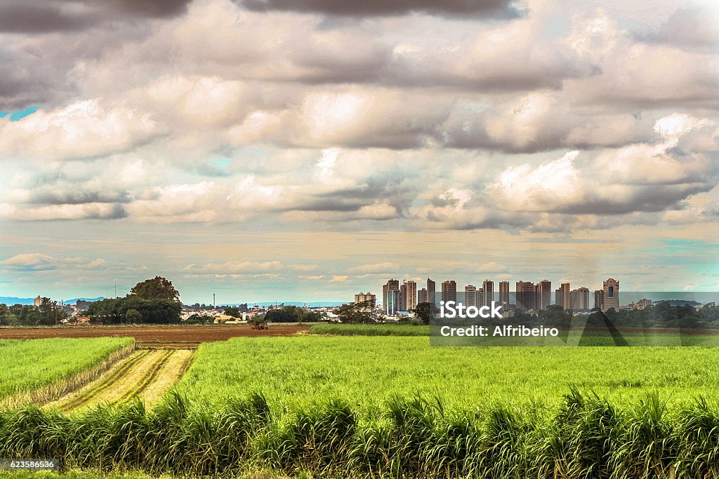 Sugar cane field Sugar cane field with urban landscape in the background City Stock Photo