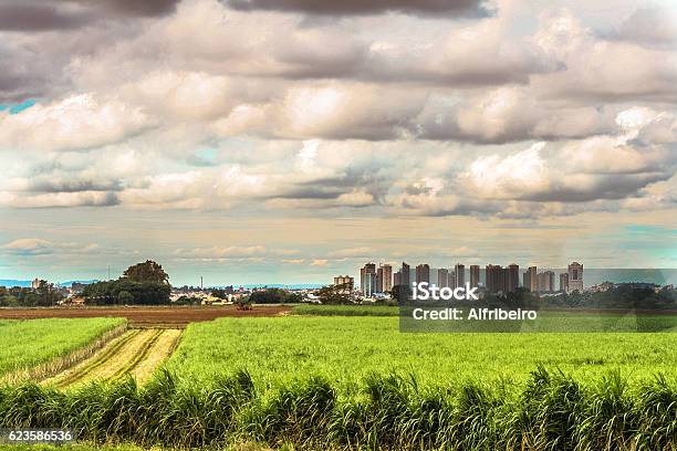 Sugar Cane Field Stock Photo - Download Image Now - City, Rural Scene, Agricultural Field