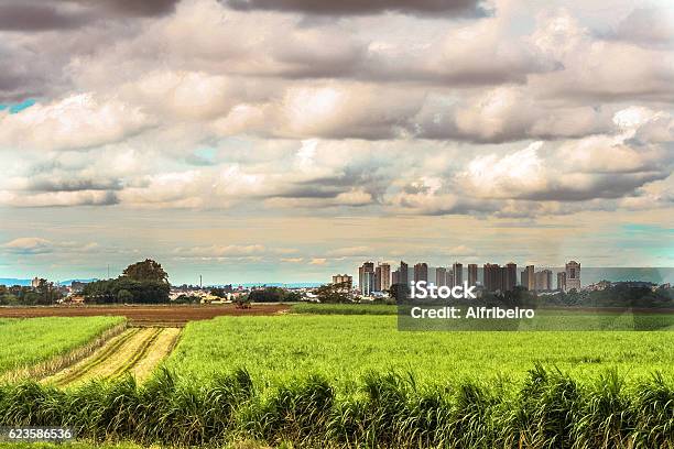 Foto de Sugar Cane Field e mais fotos de stock de Cidade - Cidade, Cena Rural, Campo