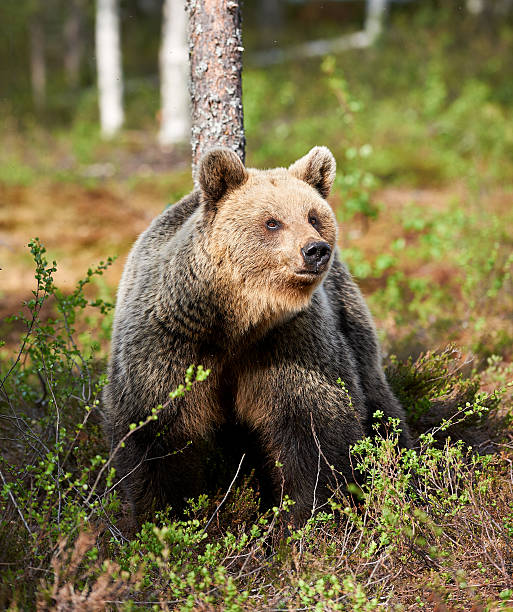 istock Beautiful female brown bear in Finland 623586588