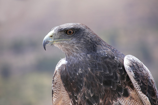 Black-chested buzzard-eagle (Geranoaetus melanoleucus) at the market in Maca, Colca Canyon, Peru.