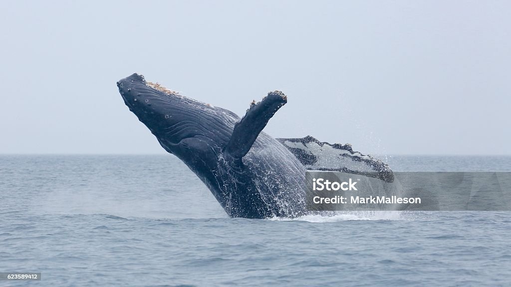 Violation à bosse - Photo de Baleine à bosse libre de droits