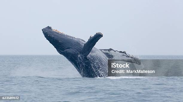Humpback Breach Stock Photo - Download Image Now - Humpback Whale, Animals Breaching, Whale Watching