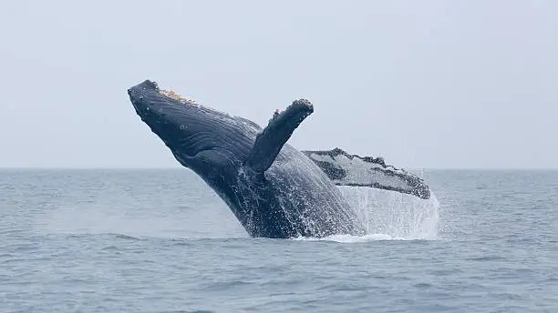 Humpback whale BCY0057 in Juan de Fuca strait 