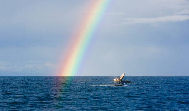 istock Humpback mom and calf with rainbow 623589800