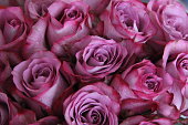 Wonderful roses