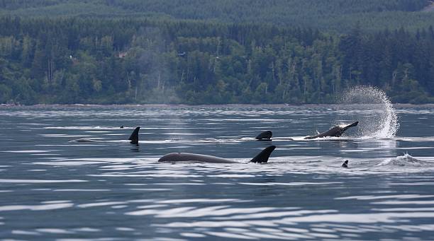 istock Southern Resident killer whales 623590500