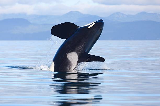 Killer Whale breach Southern Resident male killer whale K35 in Juan de Fuca strait as J's & K's make their way back into the waters of the Salish Sea.  bc photos stock pictures, royalty-free photos & images