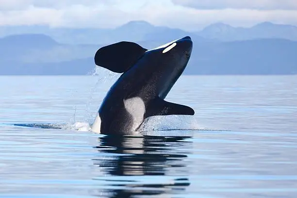 Photo of Killer Whale breach