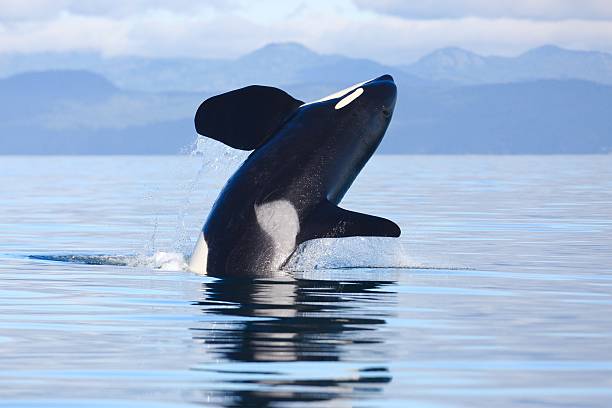 killer whale breach - victoria british columbia imagens e fotografias de stock